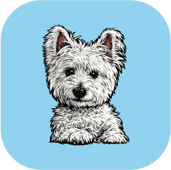 Mascotas personalizados baratos en cdmx